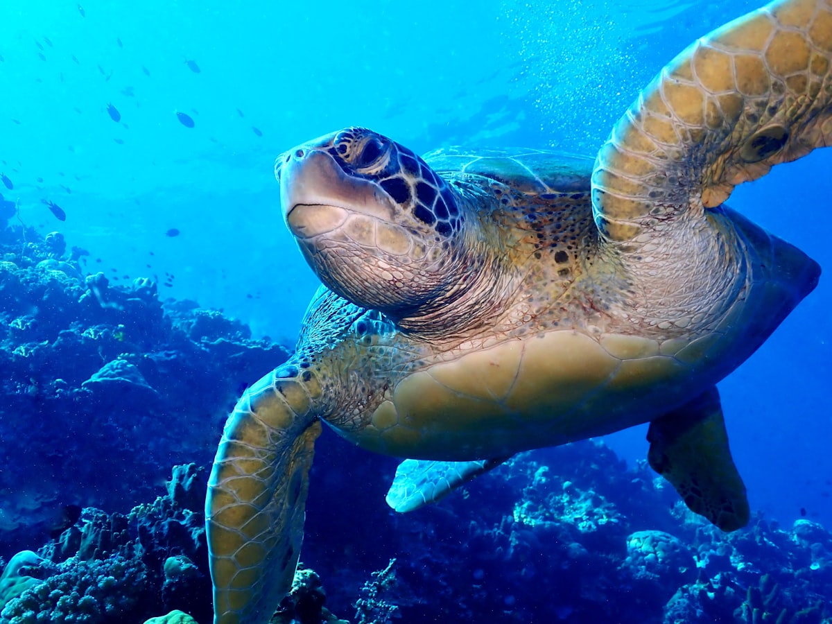 Underwater reef scene at Bunaken, Indonesia