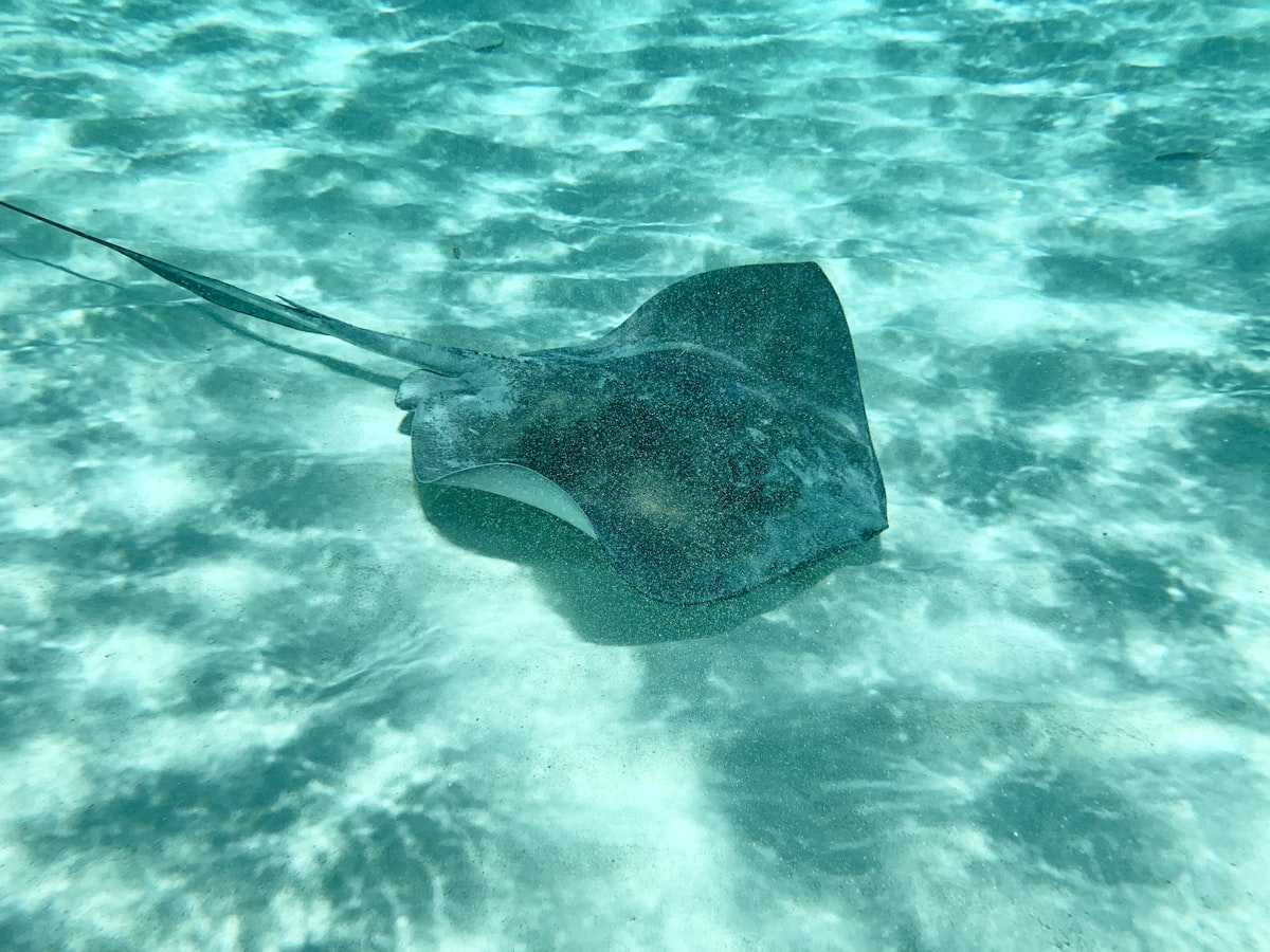A stingray on the seafloor near Cozumel, Mexico