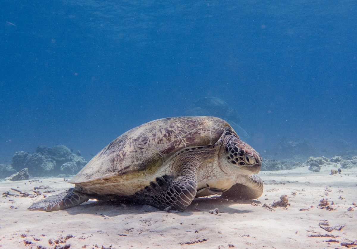 A green sea turtle resting on the sand at Gili Trawangan