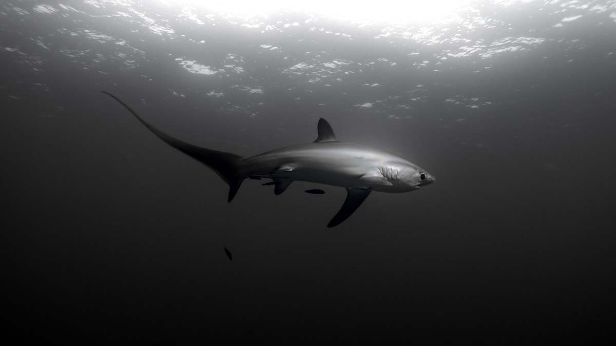 A thresher shark at Monad Shoal, Malapascua, Philippines