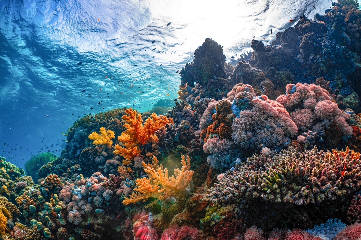 Colorful coral reef in the Red Sea